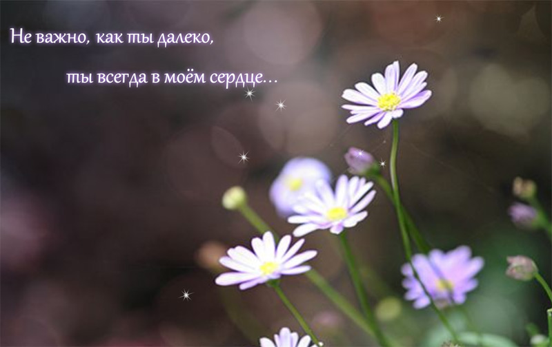 В моём сердце всегда цветёт весна, потому что я люблю тебя! - картинка с надписью.